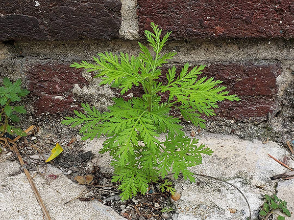 Sweet Wormwood