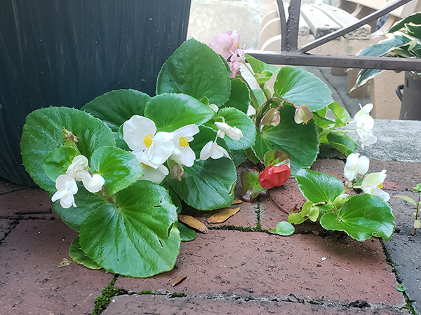 Wax Begonia