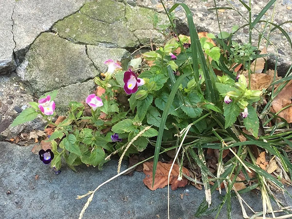 Wishbone Flower