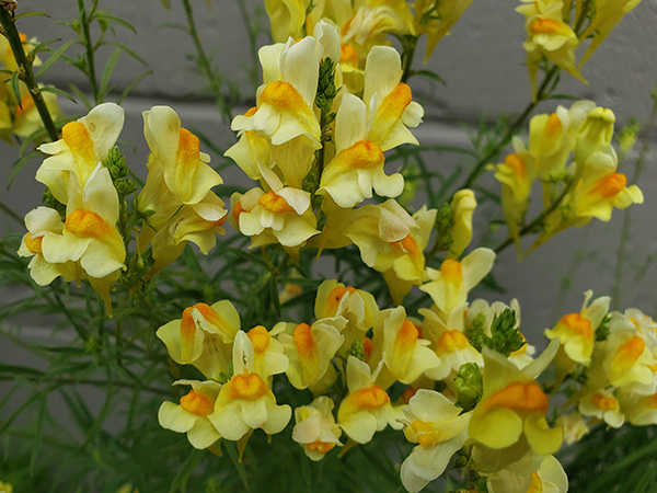 Yellow Toadflax