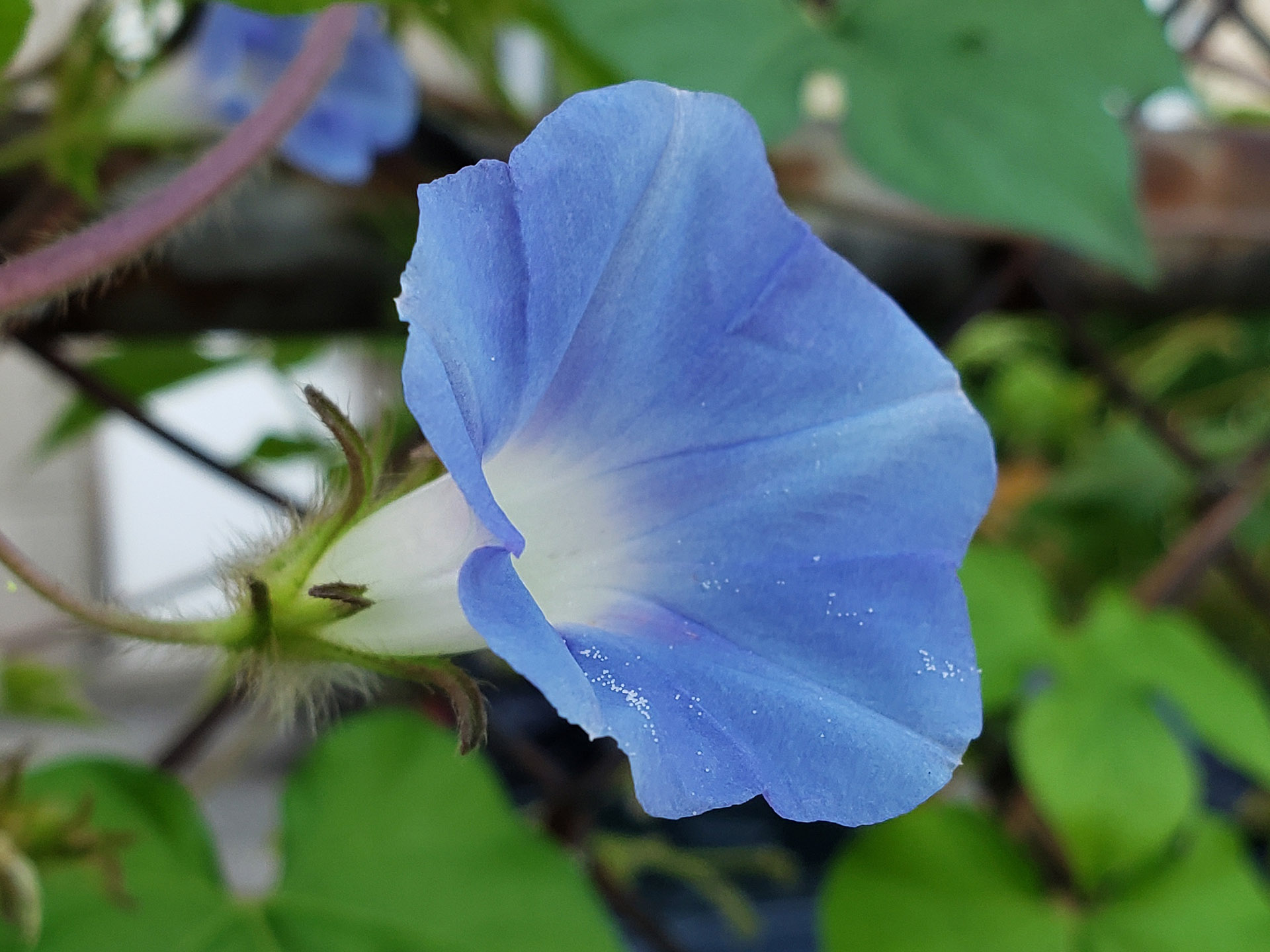 Ivy-Leaved Morning Glory