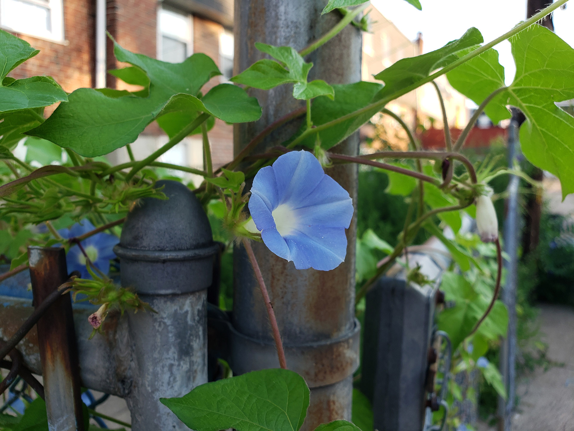 Ivy-Leaved Morning Glory