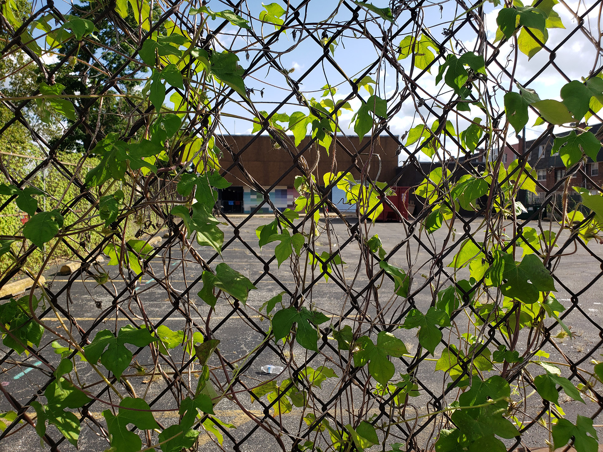 Ivy-Leaved Morning Glory