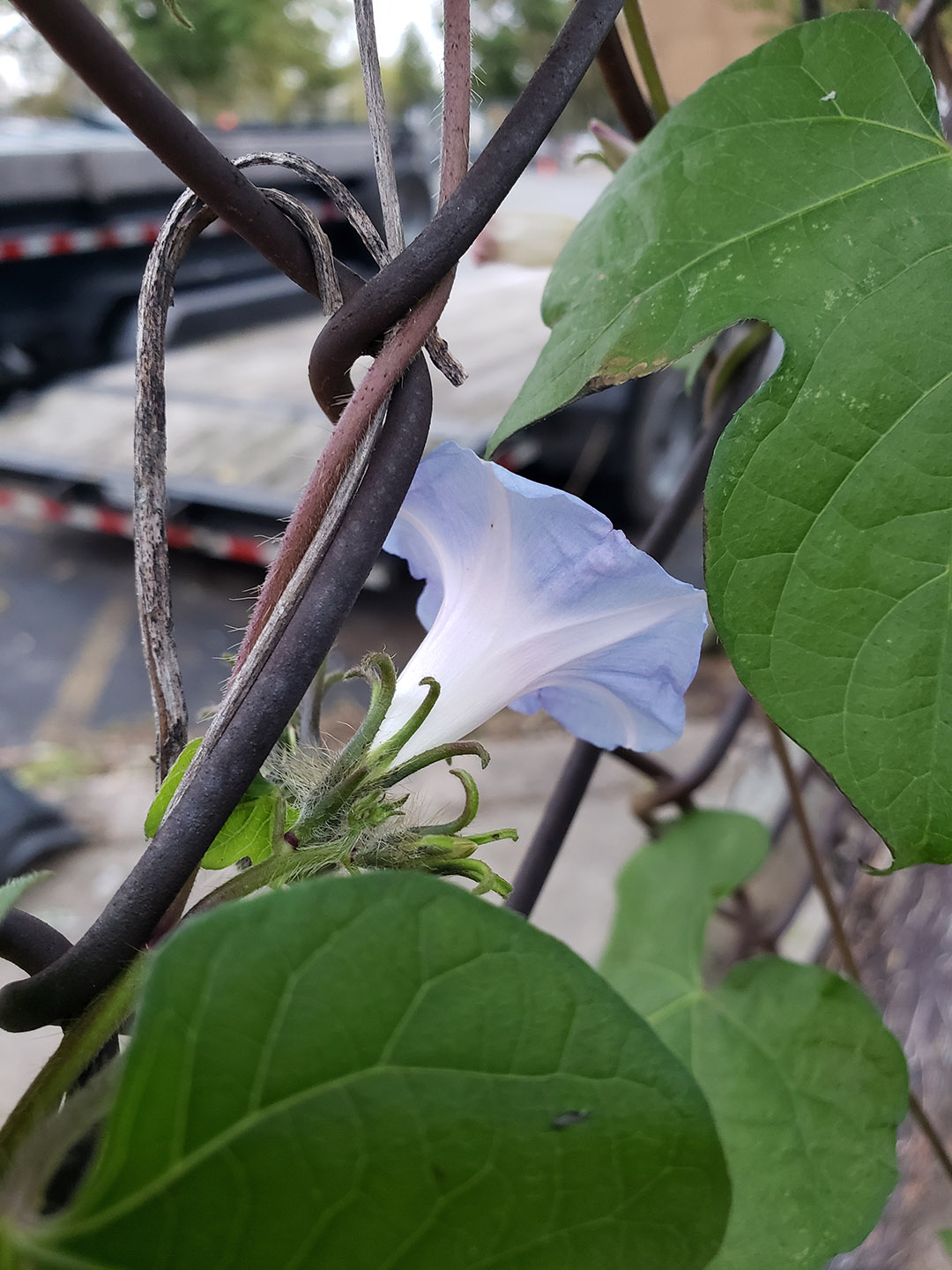 Ivy-Leaved Morning Glory