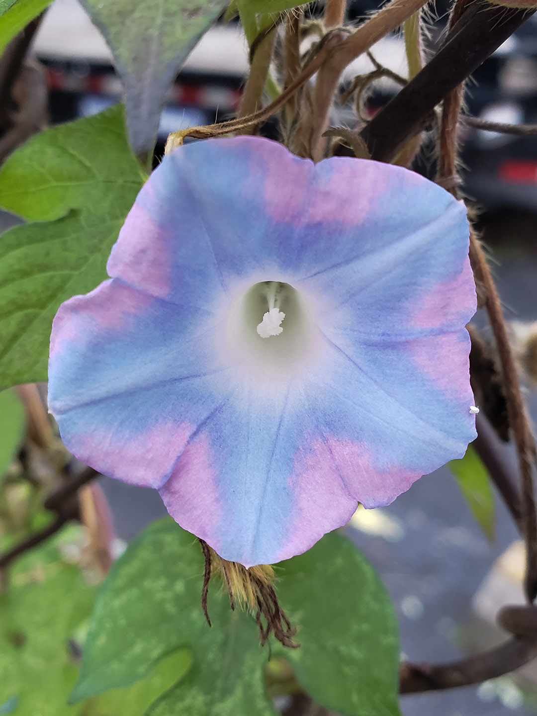 Ivy-Leaved Morning Glory