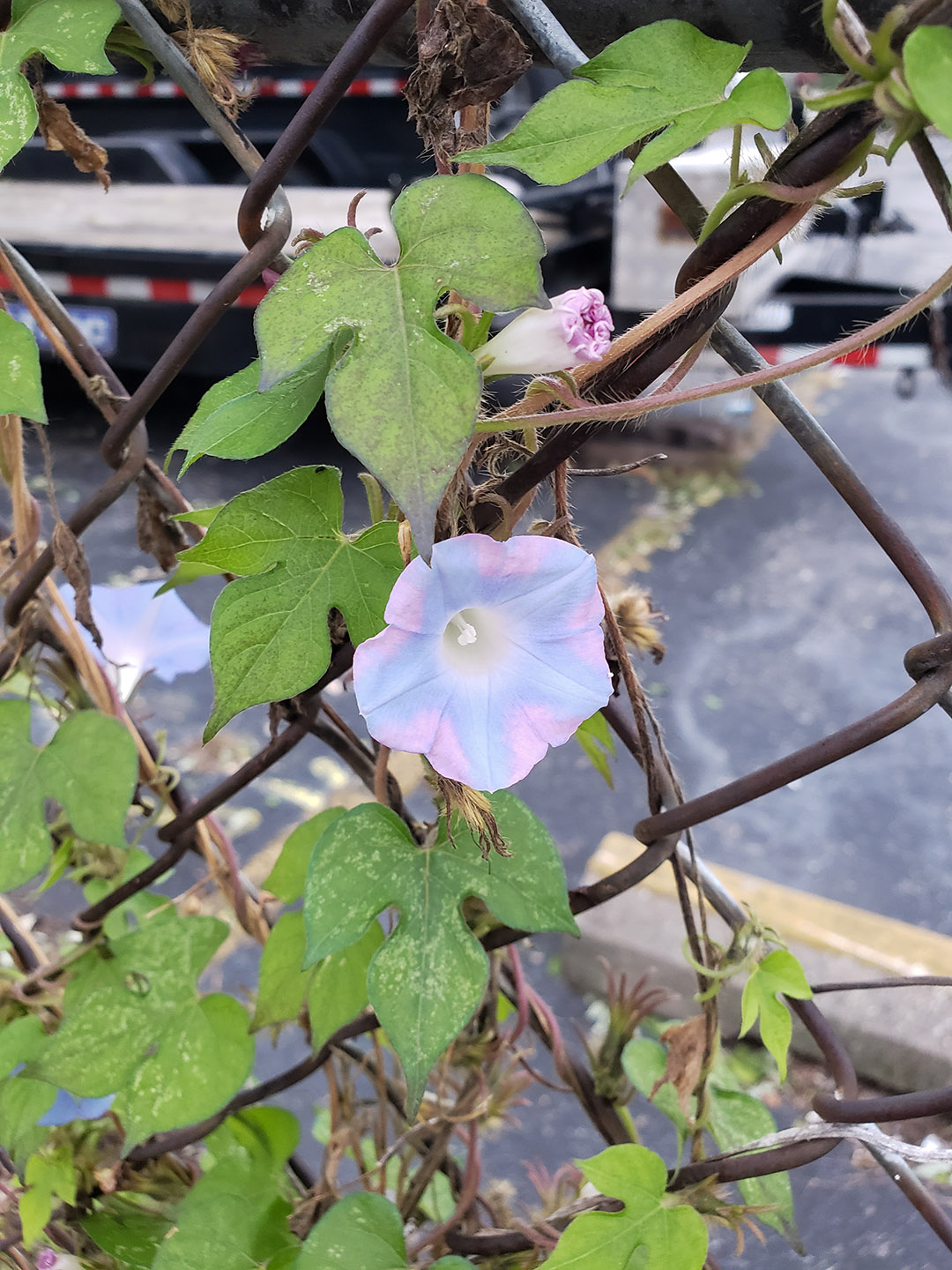 Ivy-Leaved Morning Glory