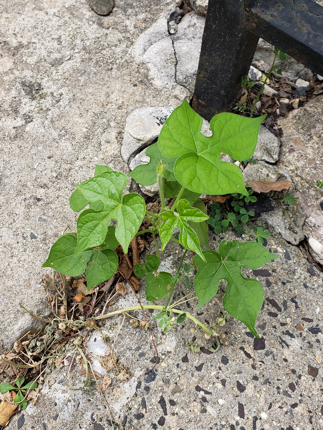 Ivy-Leaved Morning Glory