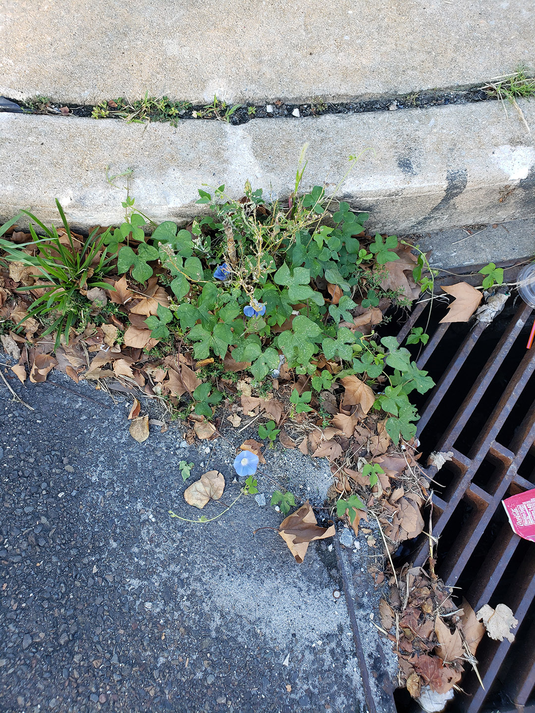 Ivy-Leaved Morning Glory