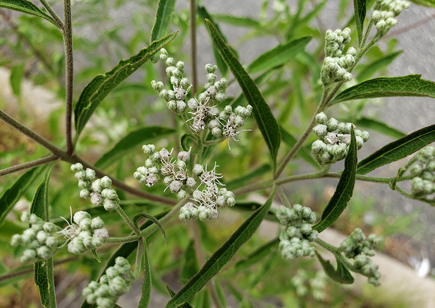 Late Boneset growing out of Columbus Boulevard