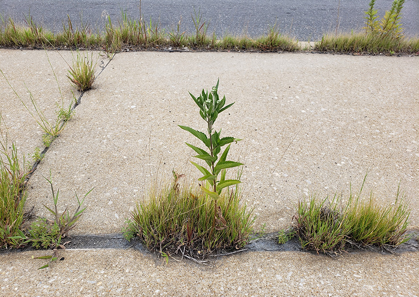 Late Boneset growing out of Columbus Boulevard