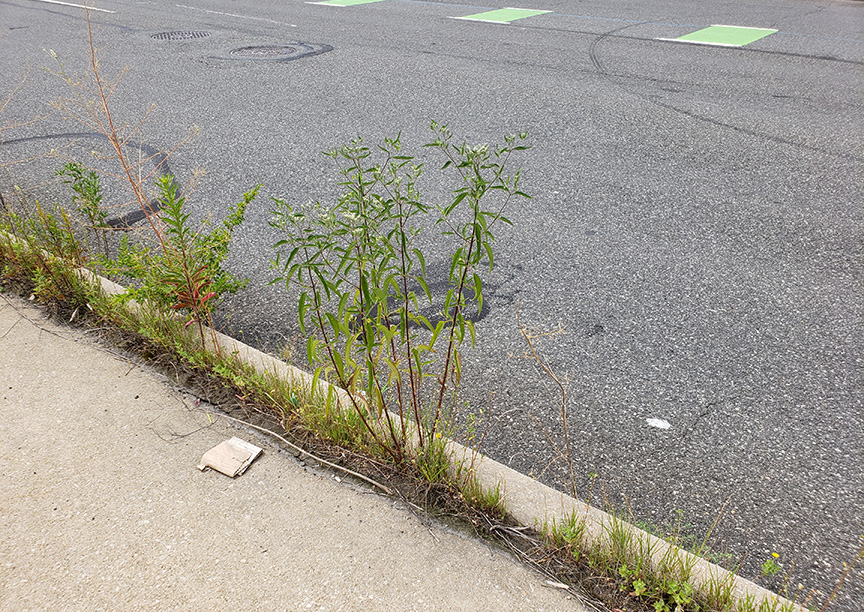 Late Boneset growing out of Columbus Boulevard