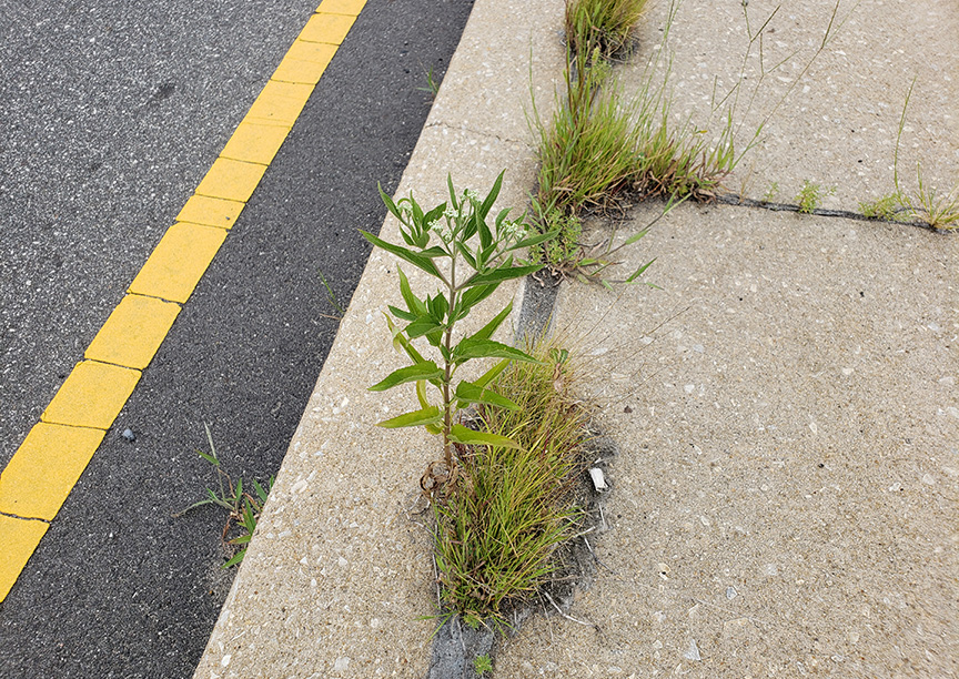 Late Boneset growing out of Columbus Boulevard