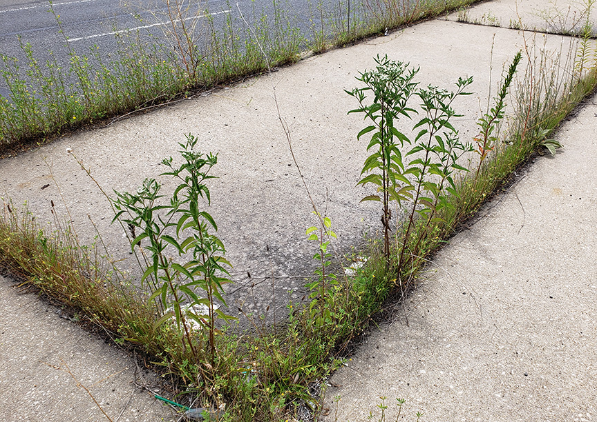 Late Boneset growing out of Columbus Boulevard