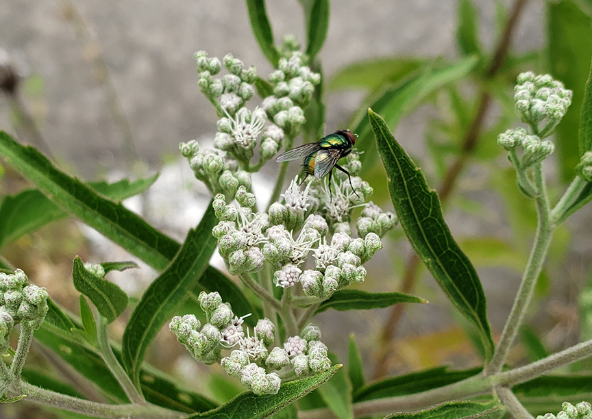 Late Boneset growing out of Columbus Boulevard