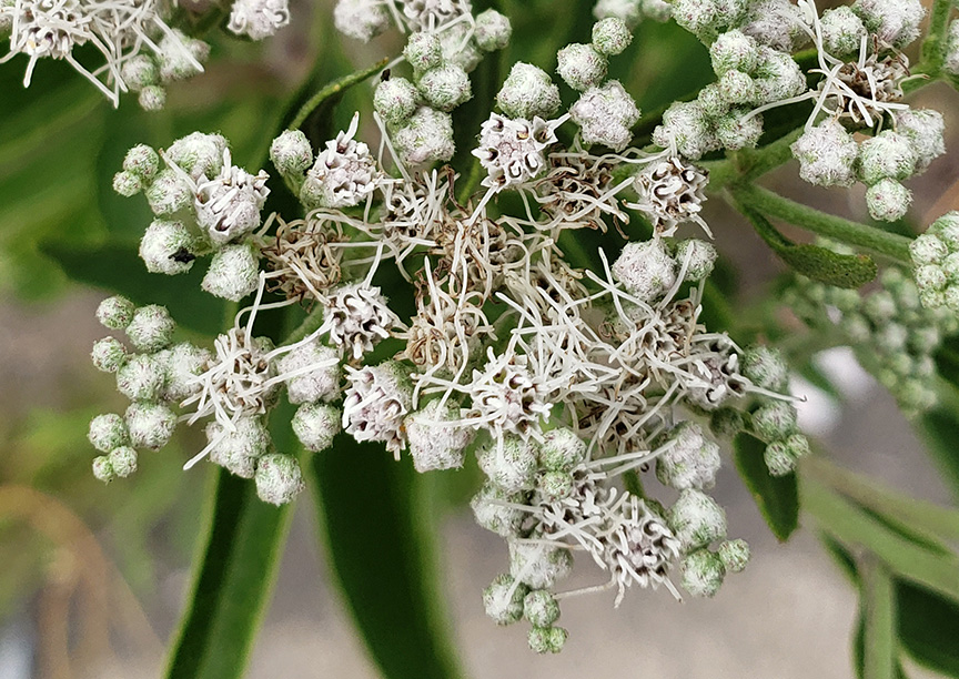 Late Boneset growing out of Columbus Boulevard