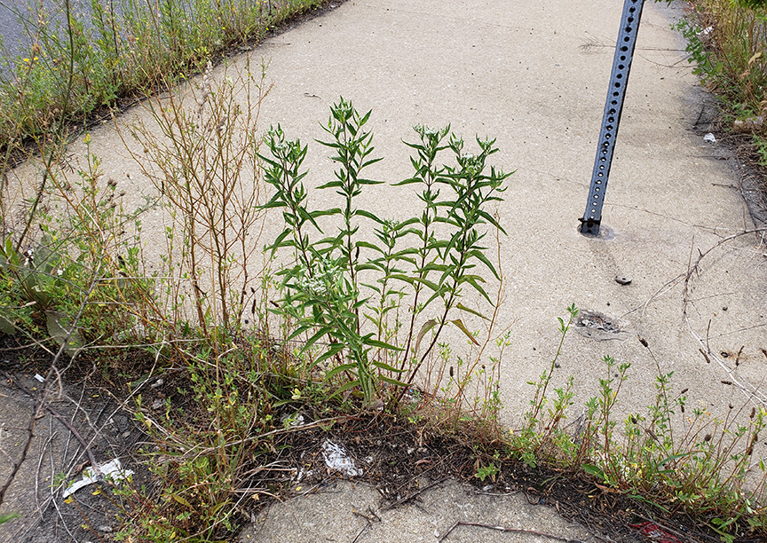 Late Boneset growing out of Columbus Boulevard