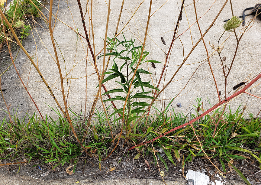 Late Boneset growing out of Columbus Boulevard