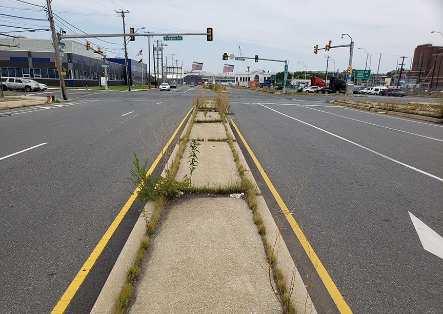 Late Boneset growing out of Columbus Boulevard