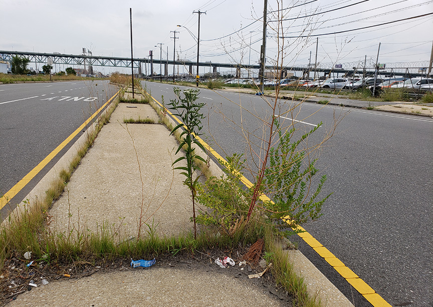 Late Boneset growing out of Columbus Boulevard