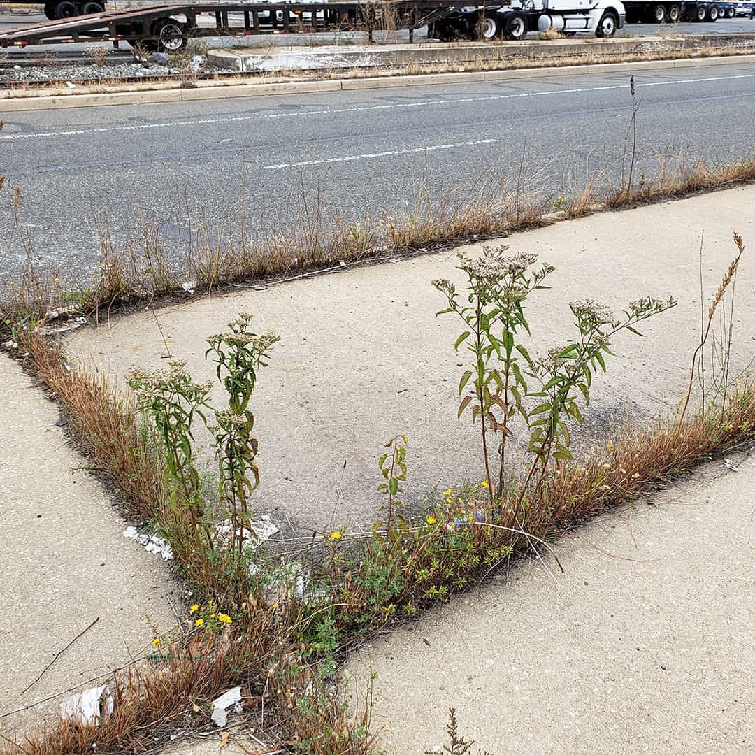Late Boneset growing out of Columbus Boulevard