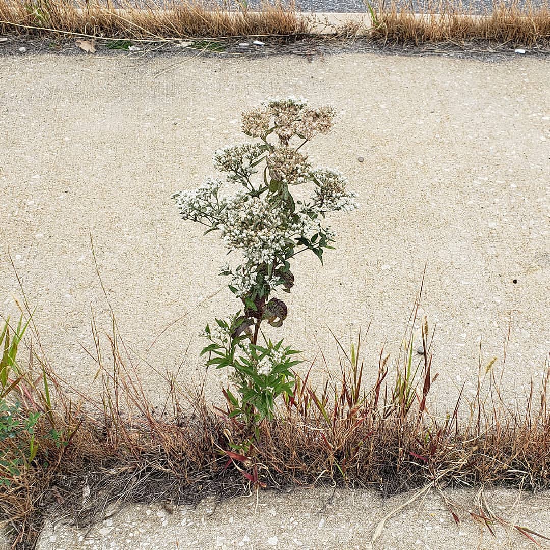 Late Boneset growing out of Columbus Boulevard
