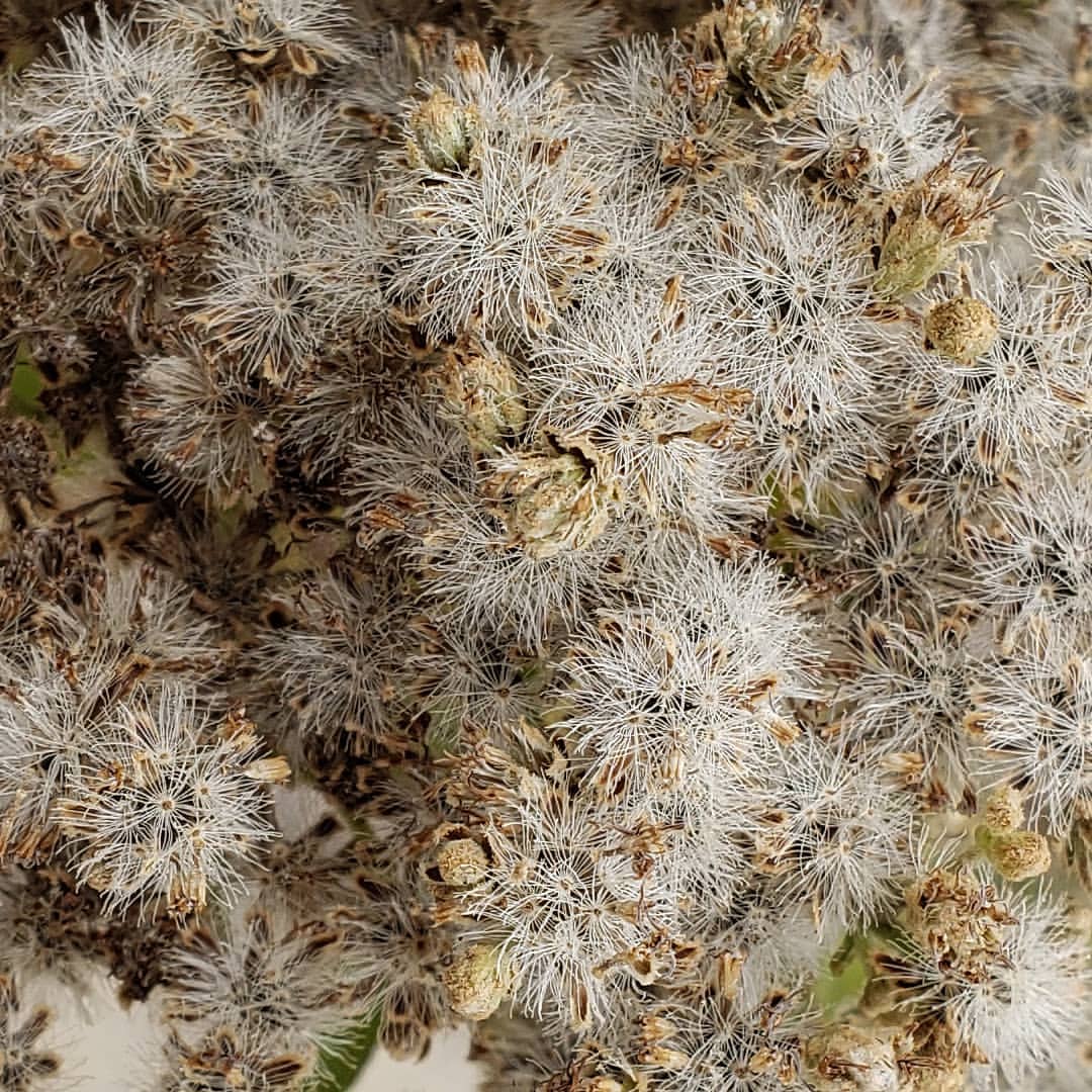 Late Boneset growing out of Columbus Boulevard