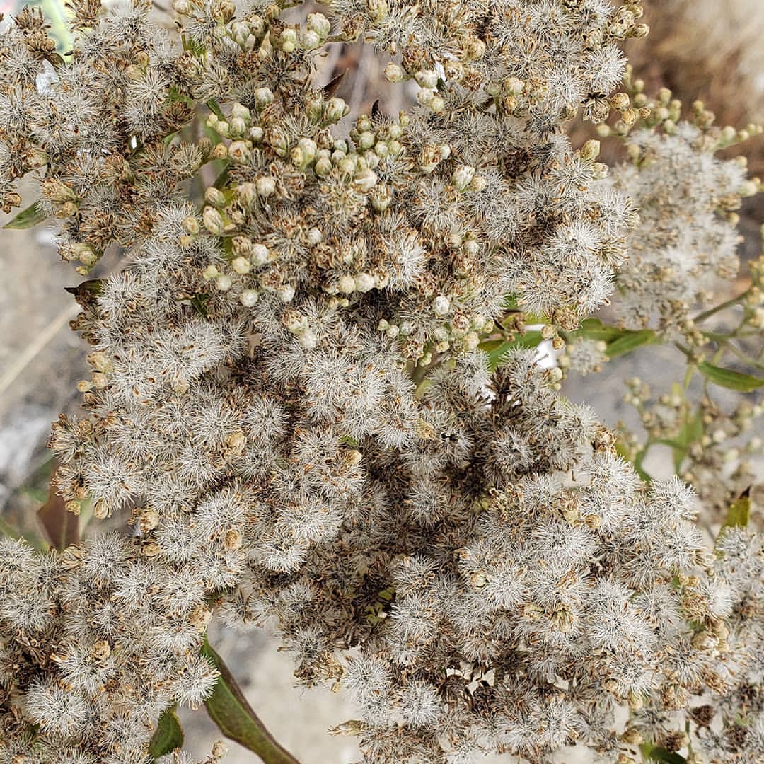 Late Boneset growing out of Columbus Boulevard