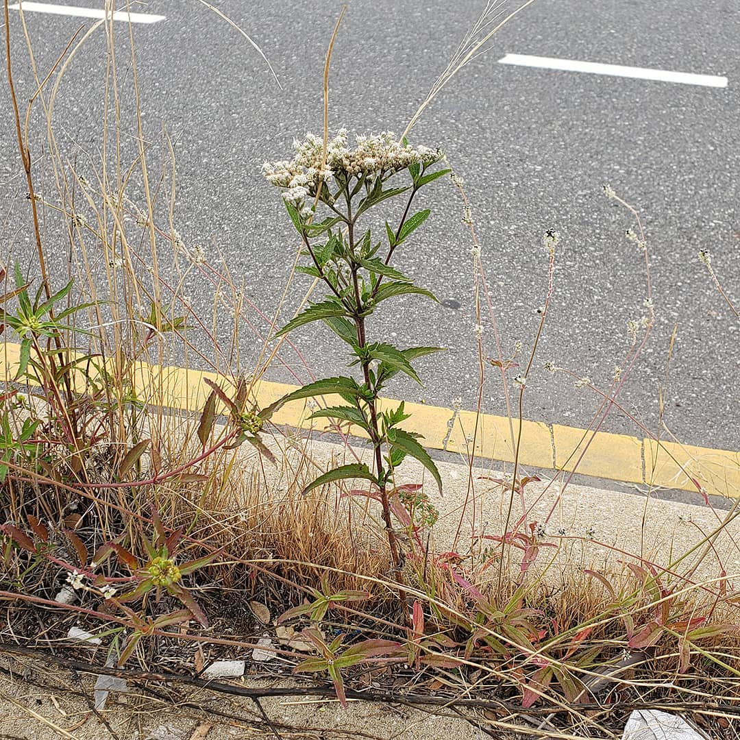 Late Boneset growing out of Columbus Boulevard