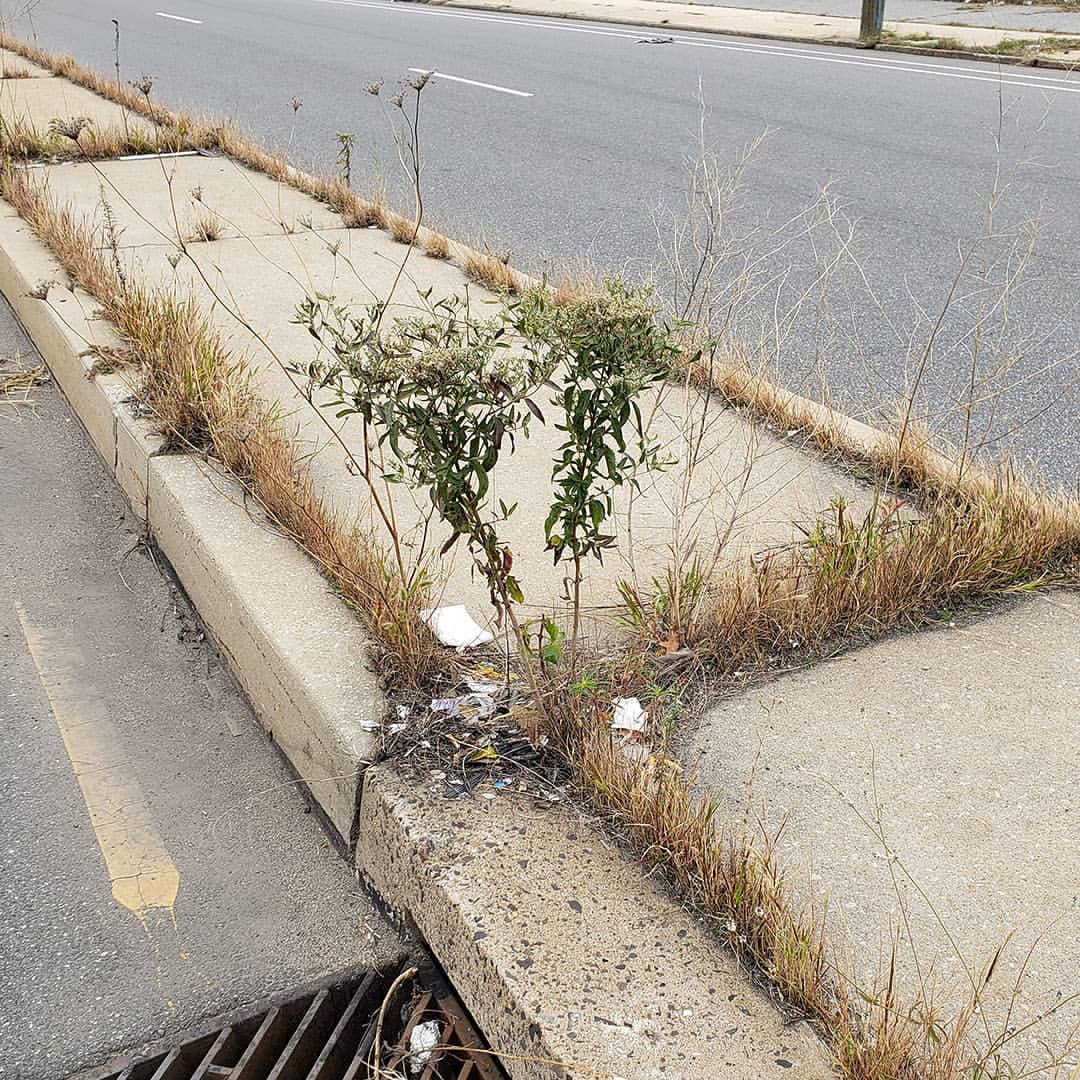 Late Boneset growing out of Columbus Boulevard