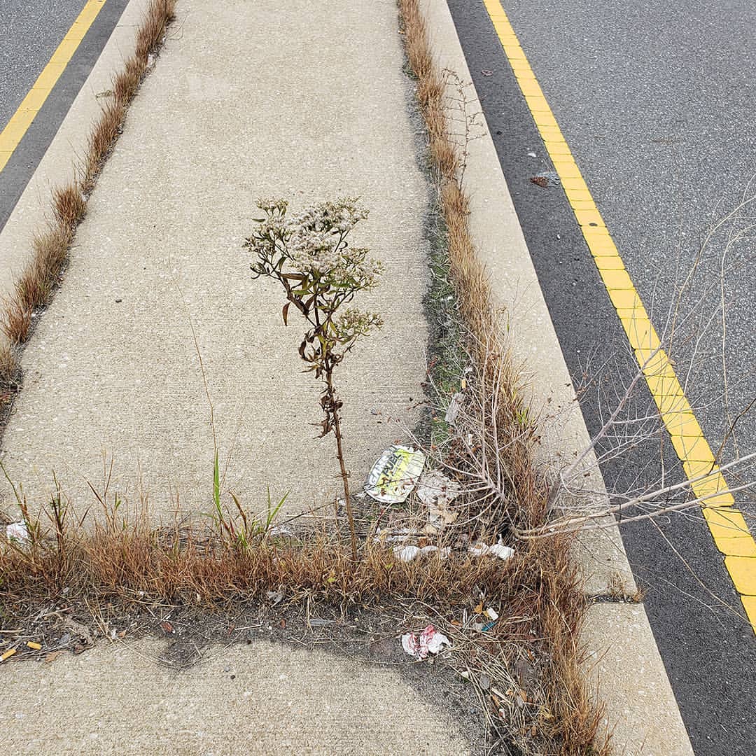 Late Boneset growing out of Columbus Boulevard