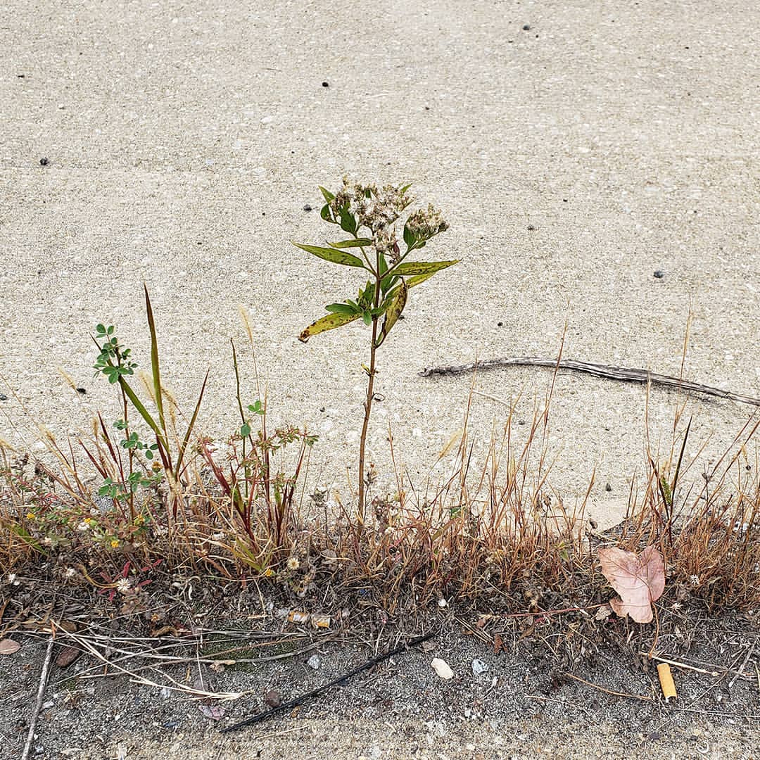 Late Boneset growing out of Columbus Boulevard