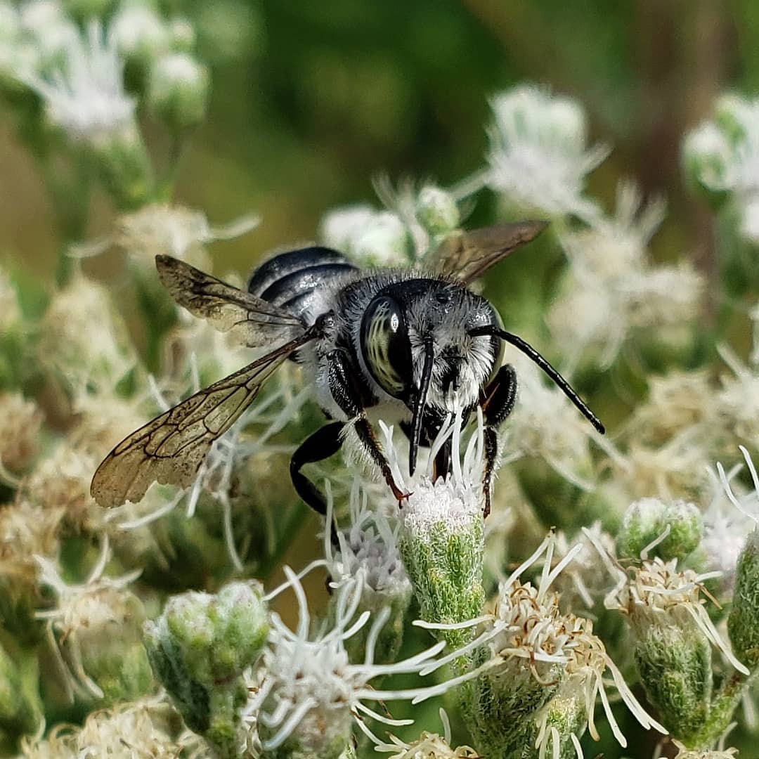 A critter on Late Boneset flowers