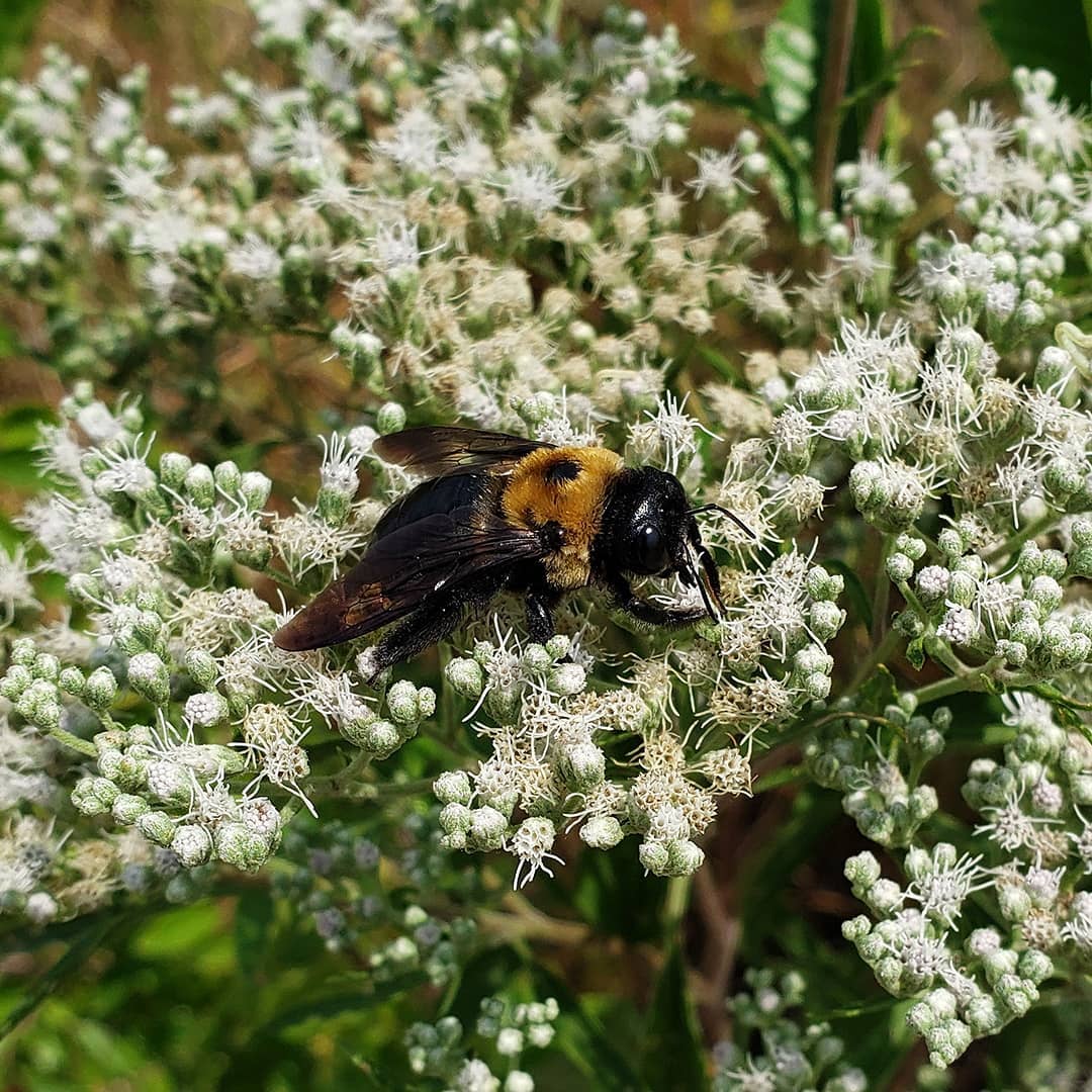 A critter on Late Boneset flowers