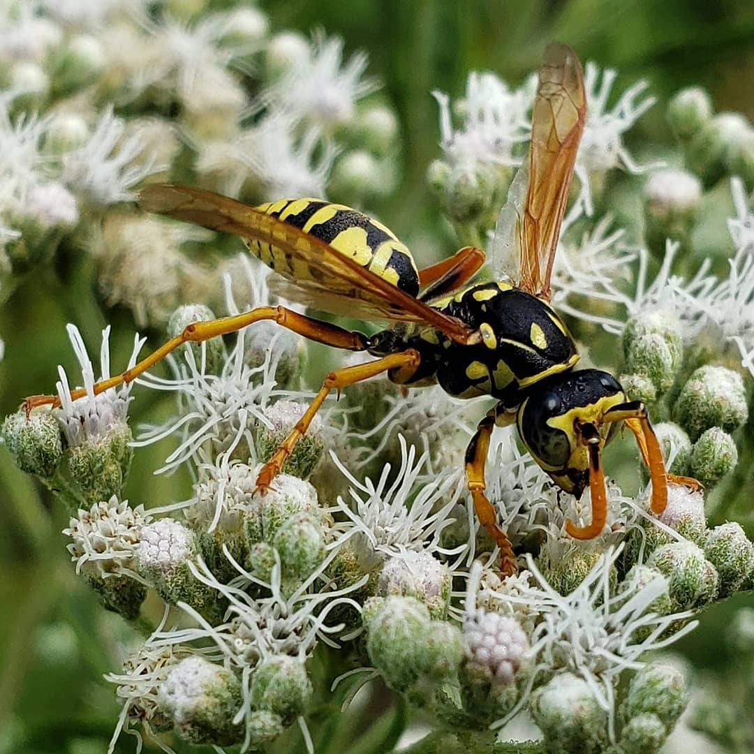 A critter on Late Boneset flowers