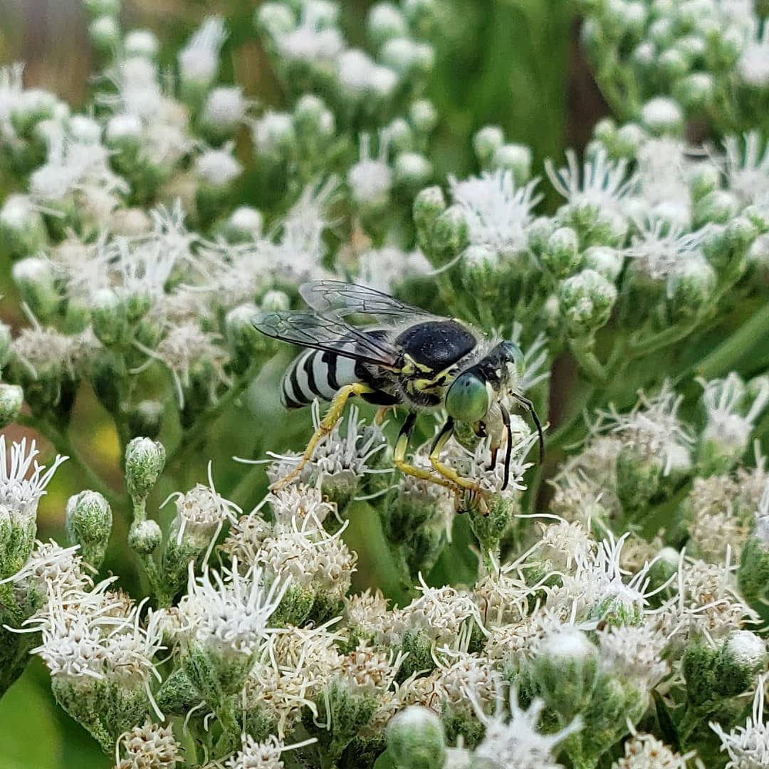 A critter on Late Boneset flowers