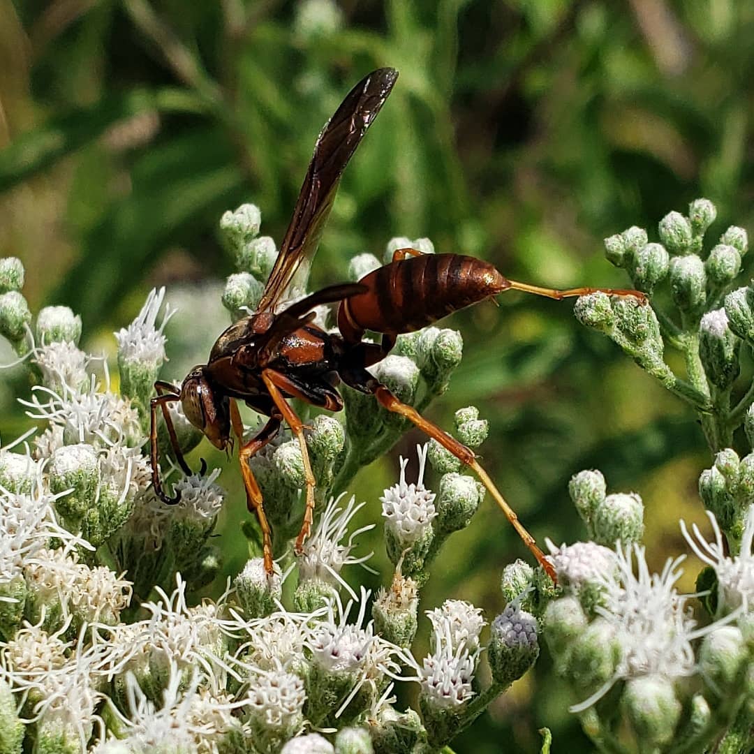 A critter on Late Boneset flowers