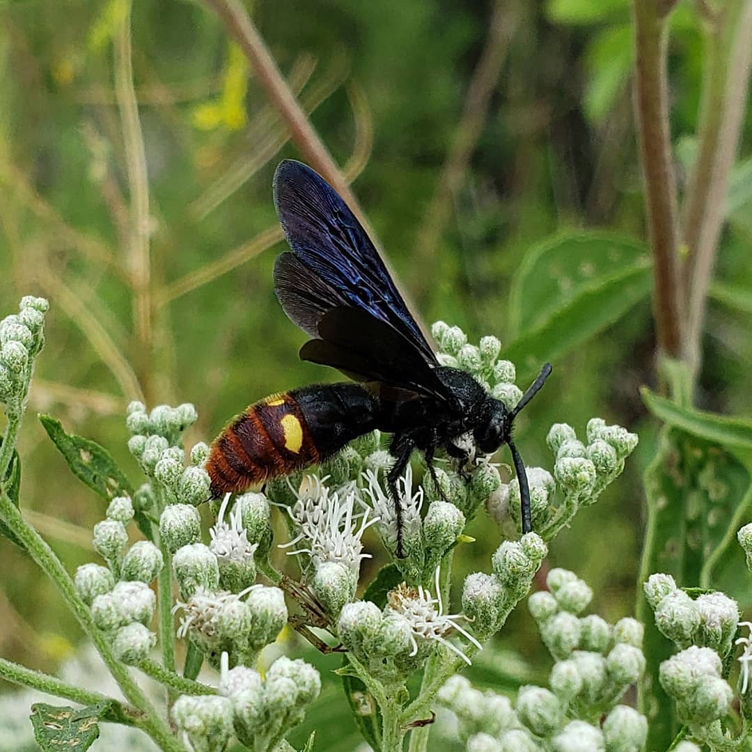 A critter on Late Boneset flowers