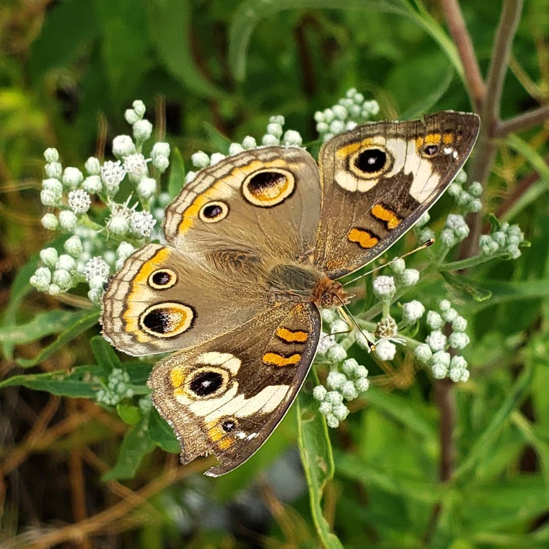 A critter on Late Boneset flowers