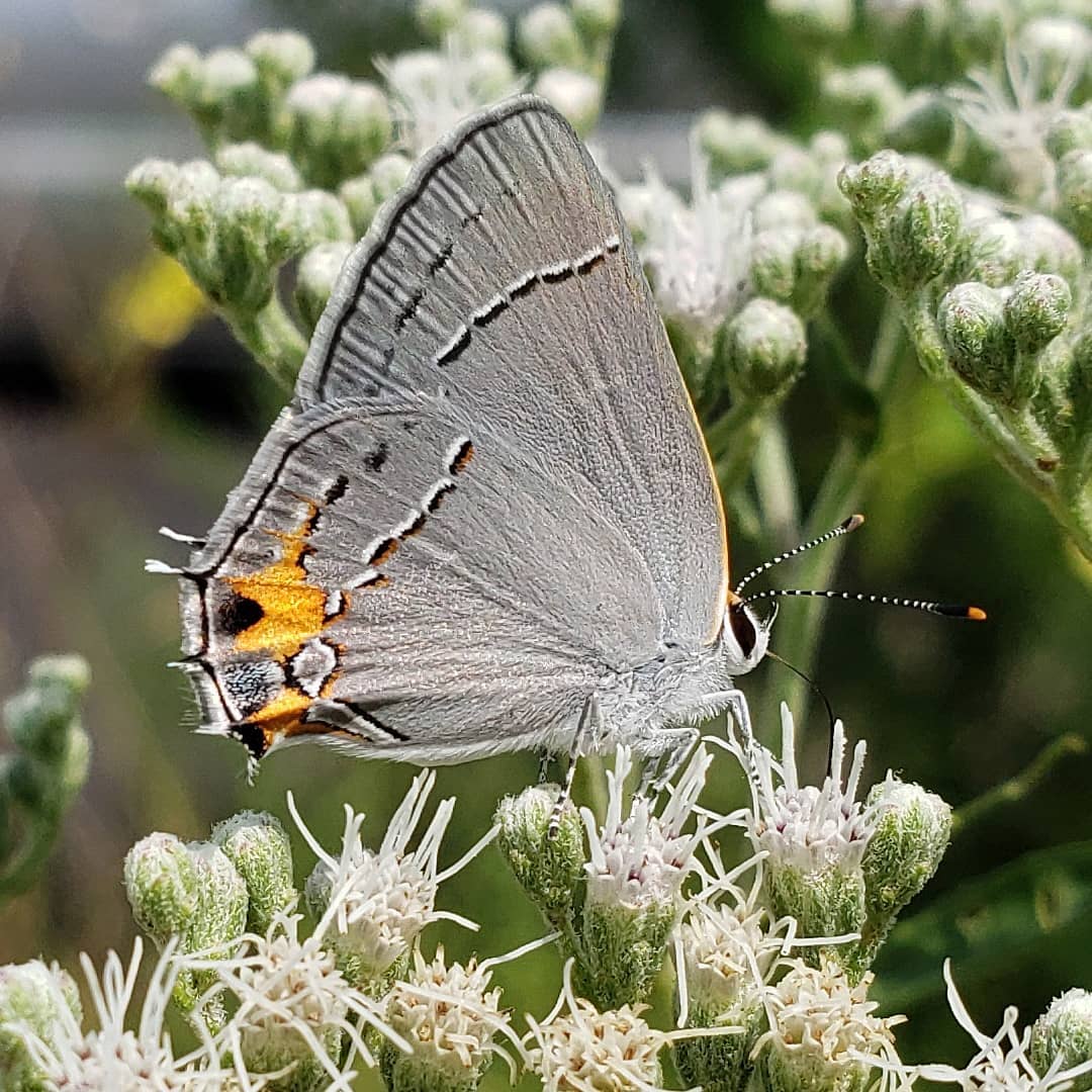 A critter on Late Boneset flowers