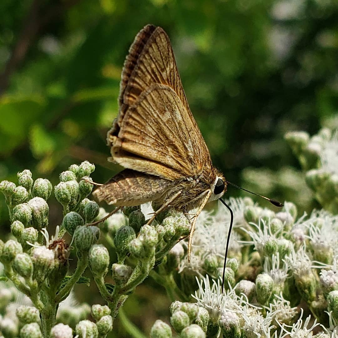 A critter on Late Boneset flowers