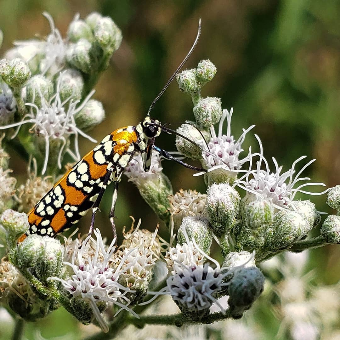 A critter on Late Boneset flowers