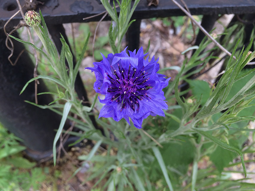 cornflower01.jpg