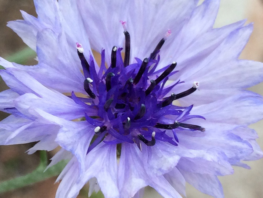 cornflower03.jpg