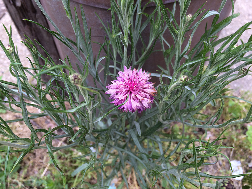 cornflower06.jpg