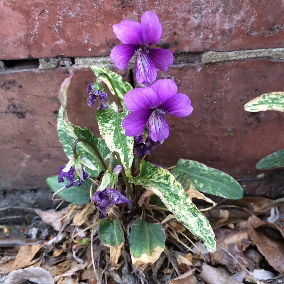 Manchurian Violets