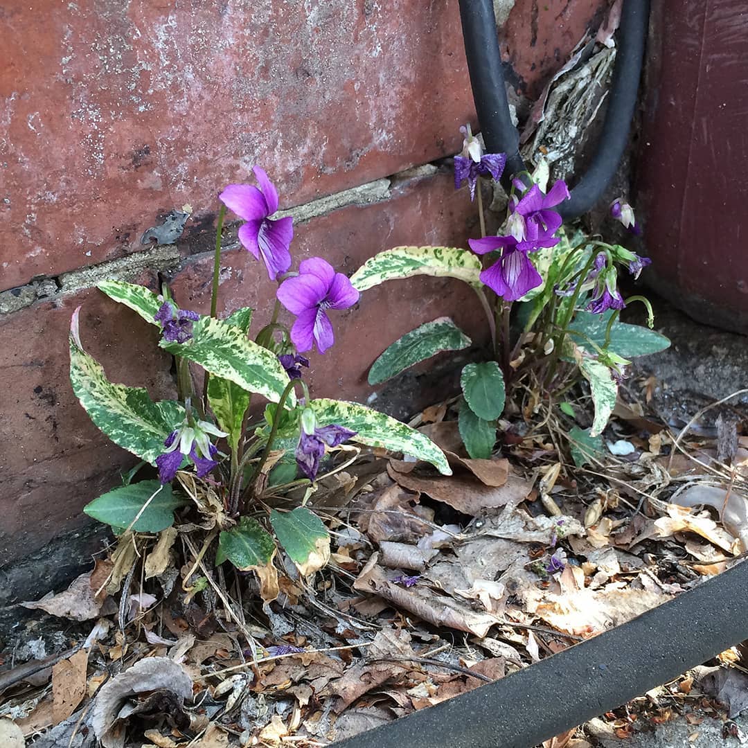 Manchurian Violets