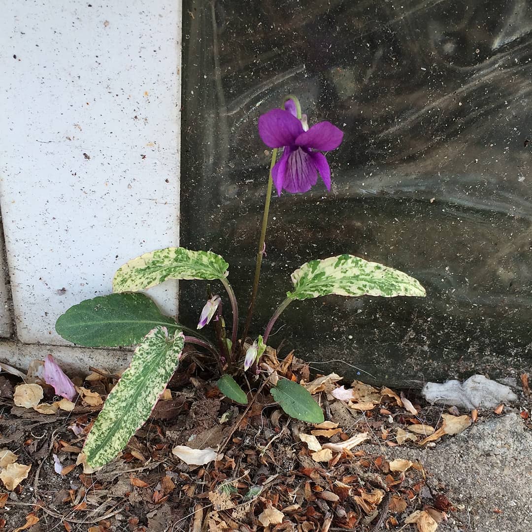 Manchurian Violets