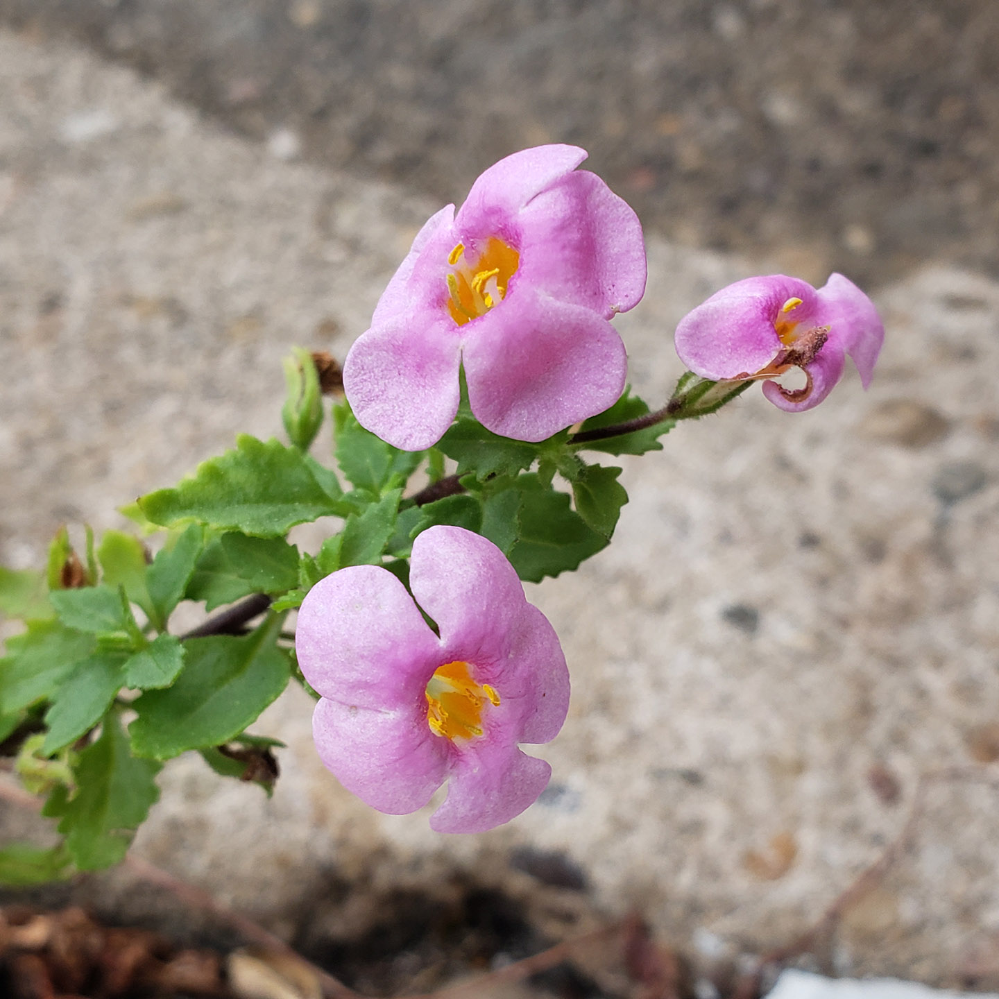 Ornamental Bacopa growing out of a pavement crack