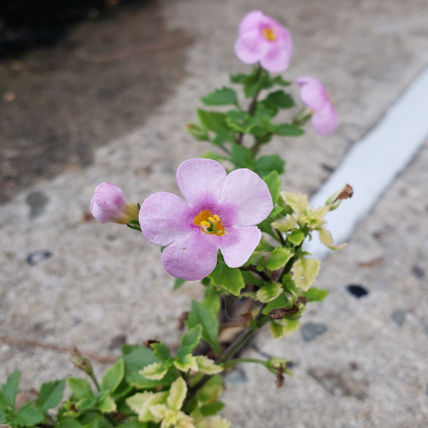 Ornamental Bacopa growing out of a pavement crack