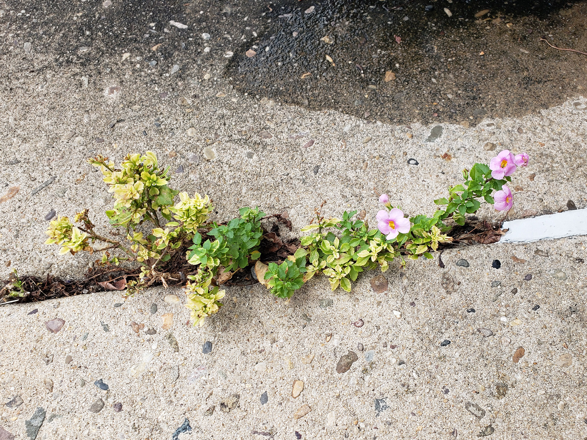 Ornamental Bacopa growing out of a pavement crack